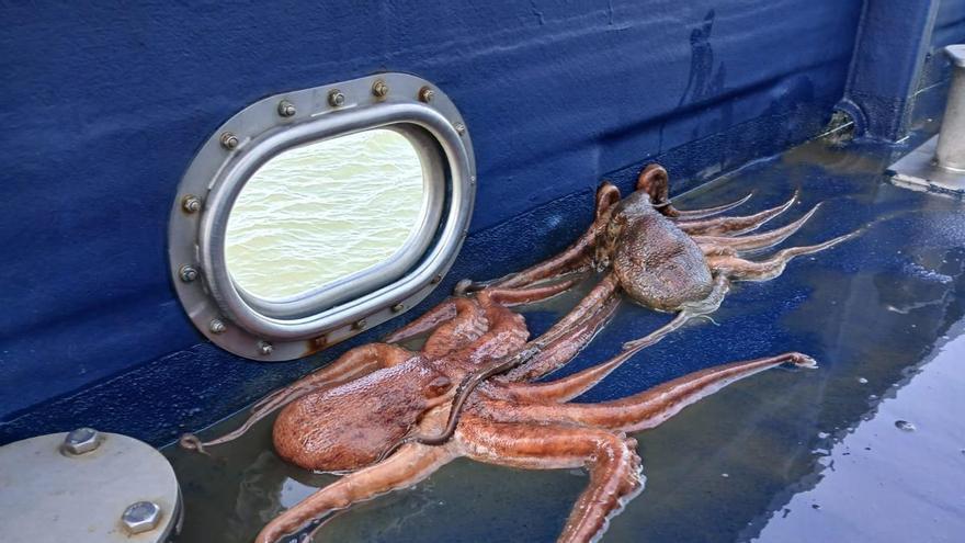 Gardacostas incautó en cuatro años casi 35.000 cacharros ilegales para capturar pulpo en aguas gallegas