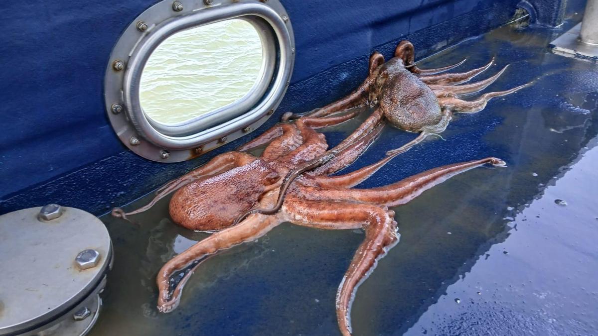 Gardacostas incautó en cuatro años casi 35.000 cacharros ilegales para capturar pulpo en aguas gallegas