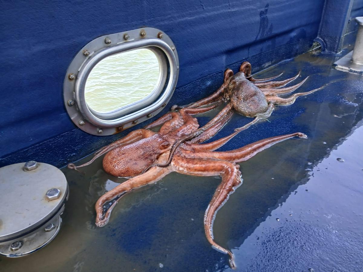 Pulpos encontrados en cacharros que fueron liberados por Gardacostas