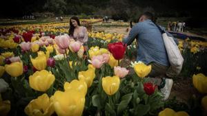 Una pareja se hace fotos a ras de tulipanes en Niudalia.