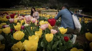 Una pareja se hace fotos a ras de tulipanes en Niudalia.