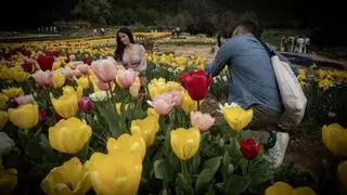 El jardín viral de Barcelona con más de 250.000 flores