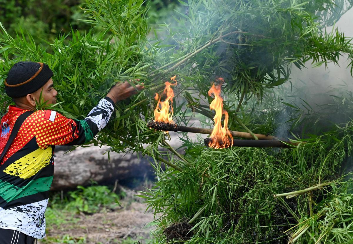 Autoridades de Indonesia queman plantaciones de marihuana en Aceh