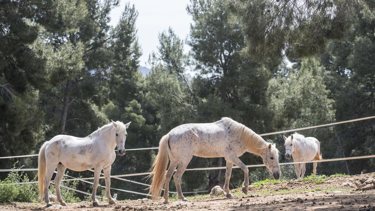 Los caballos descansan en pleno entorno natural de la sierra.
