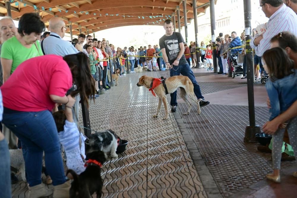 Feria de adopción de mascotas en La Felguera