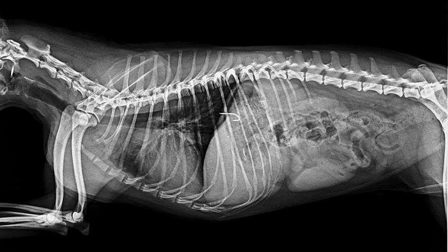 RadiografÃ­a de un perro que comiÃ³ un cebo de pesca con un anzuelo.