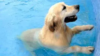 Cómo puedes ayudar a tu perro o gato a combatir el calor