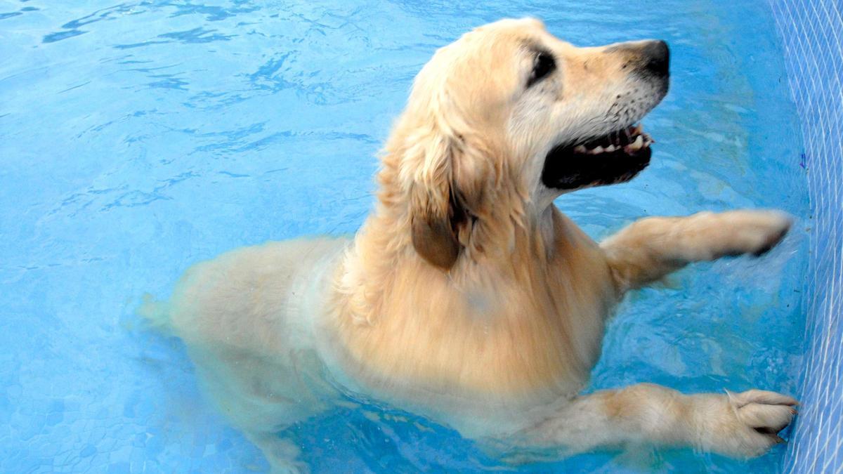 Un perro se refresca en una piscina.