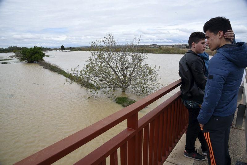 Impresionantes imágenes de la crecida del rio en Gelsa, Pinta y Quinto de Ebro