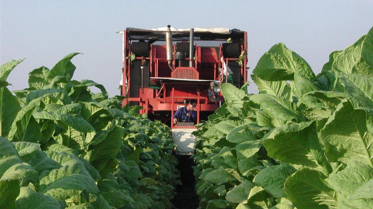 Un trabajador recoge tabaco en una campaña productiva en Extremadura.