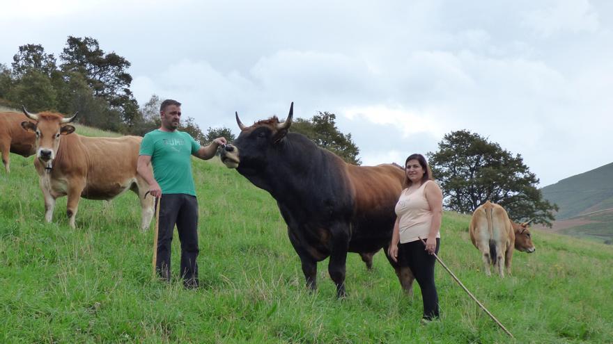 &quot;Lucero&quot; y &quot;Barroso&quot;: así se crían los mejores toros de Cangas del Narcea