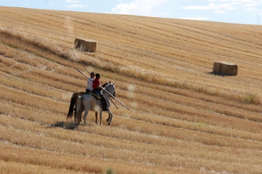 Encierro campero en Moraleja del Vino