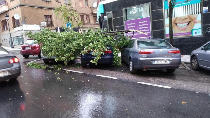 El fuerte viento provoca caídas de ramas de árboles en Cáceres que causan daños materiales en coches