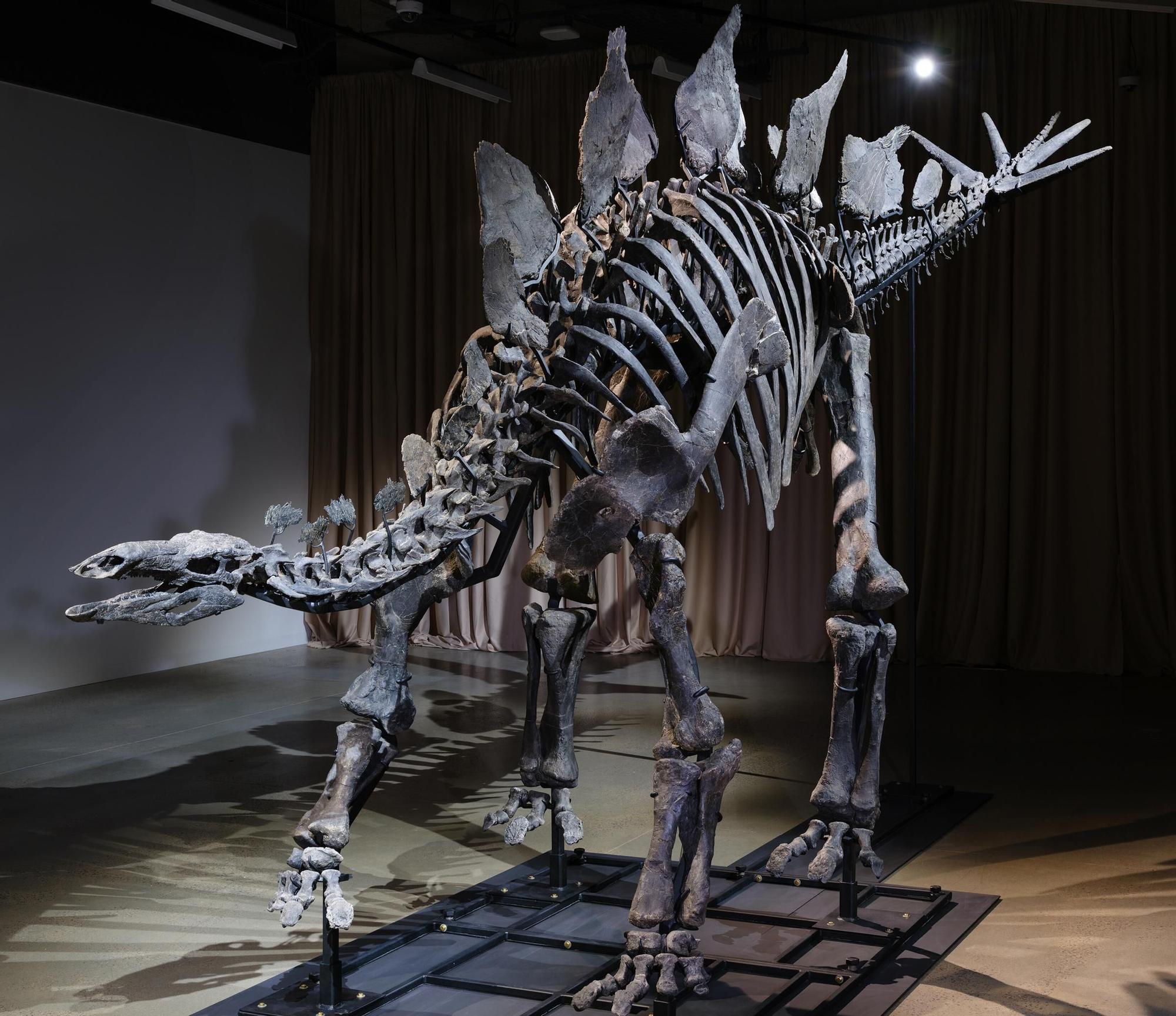 Este fósil de estegosaurio se ha consagrado como uno de los más caros del mundo, y ahora peudes visitarse