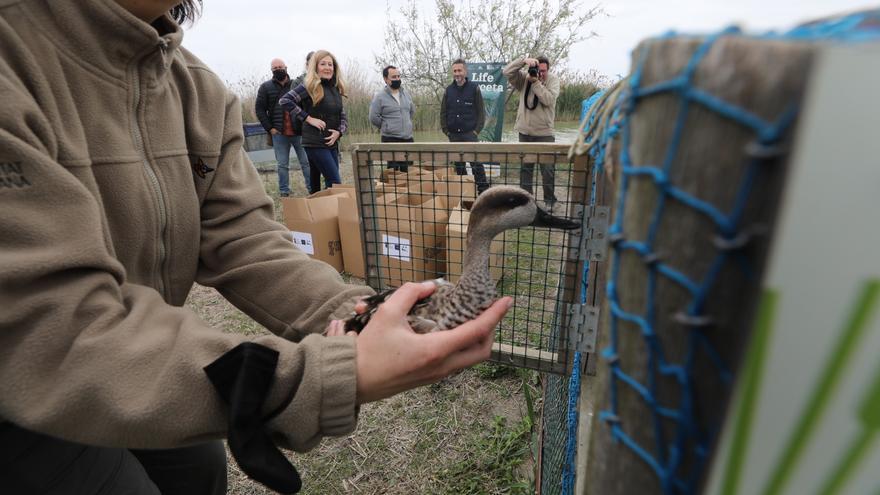 La UMH alerta de que mueren en parajes como el El Hondo tres veces más cercetas pardillas por la caza ilegal, tendidos y gatos que por causas naturales