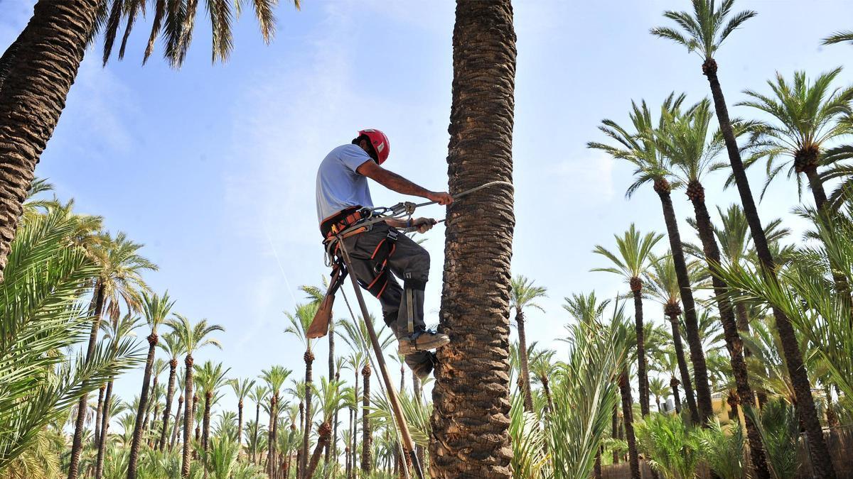 Un palmerero municipal podando un huerto de Elche