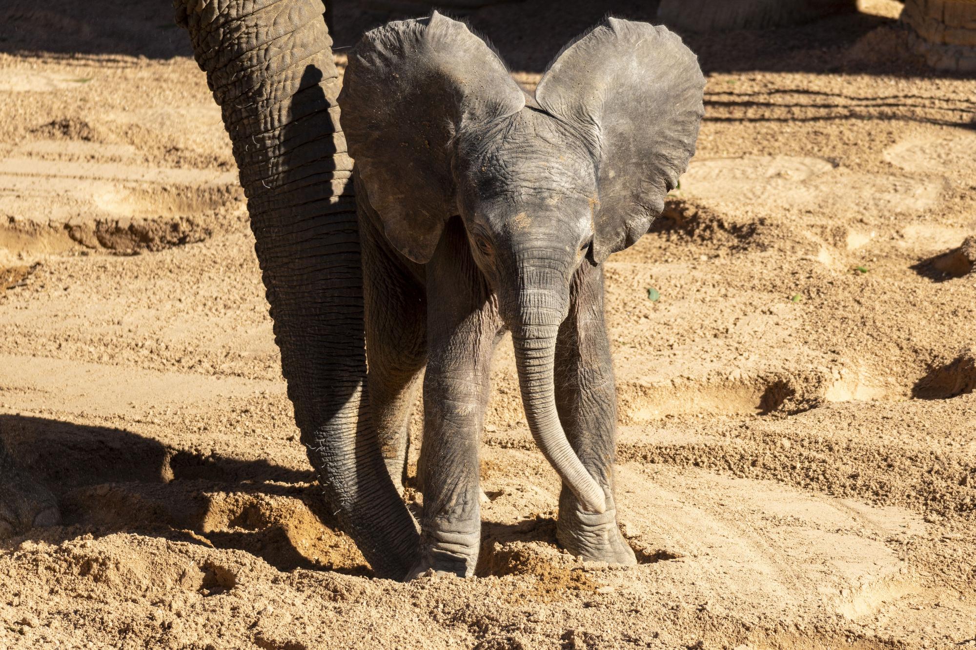 Nace el primer elefante africano en la Comunitat Valenciana