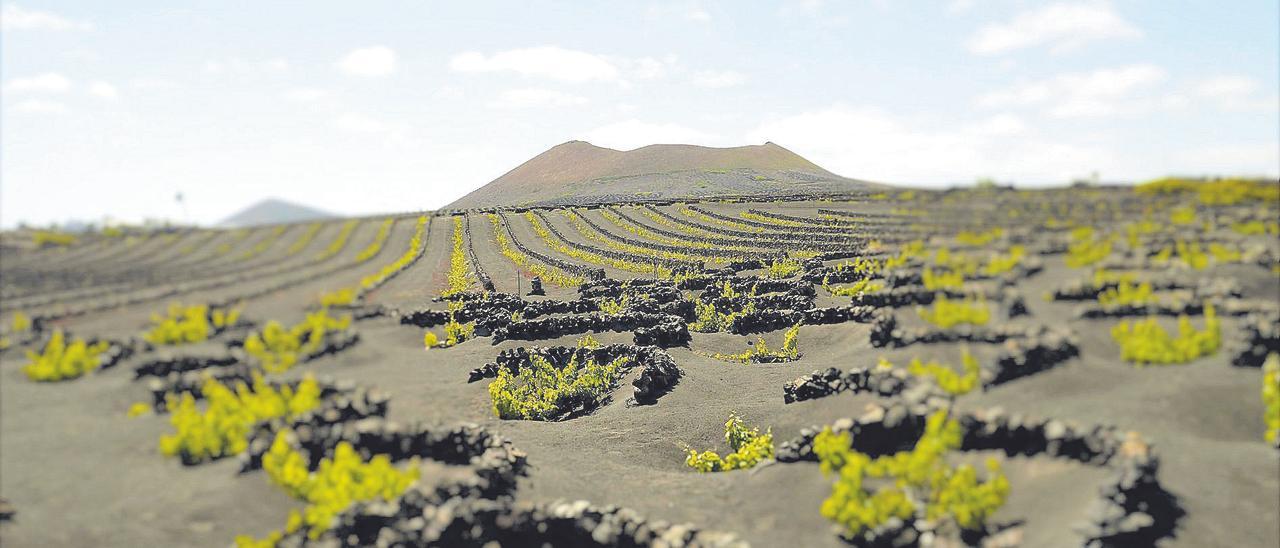 La añada de vinos de Lanzarote de 2020, muy buena