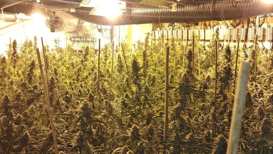 Detenen un home per cultivar més de 700 plantes de marihuana en una casa a Calaf