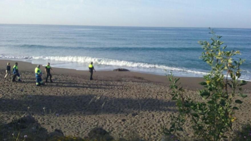 El cuerpo del delfín en la playa de La Araña.