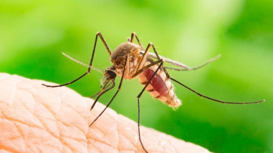 &#039;Aedes Albopictus&#039;, la plaga que del insecto que aterroriza a media España: estos son sus peligros