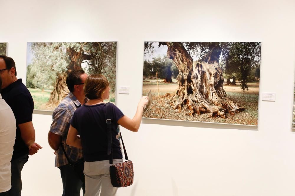 La Fundación Dávalos-Fletcher acoge una exposición sobre los olivos milenarios