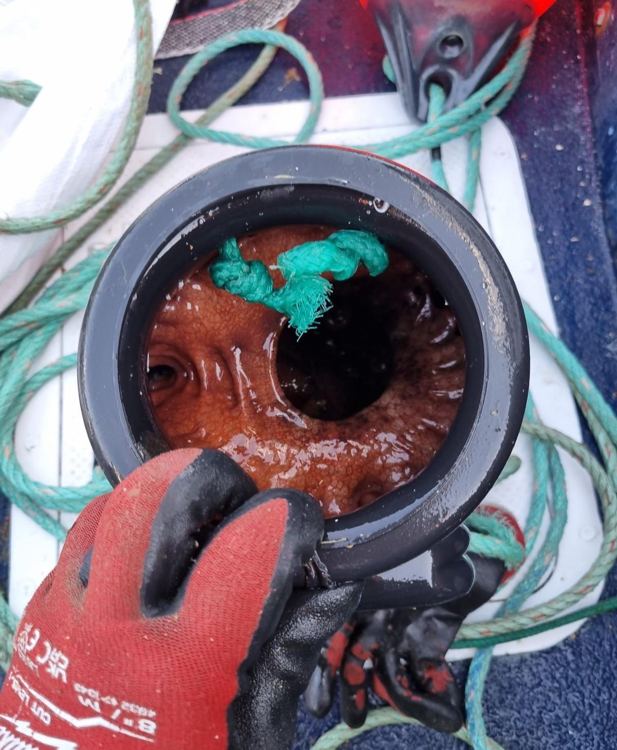 Uno de los cacharros de pulpo.