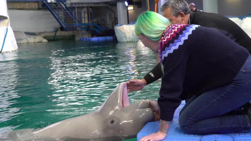 Las madres beluga enseñan a sus hijos un ‘nombre de familia’