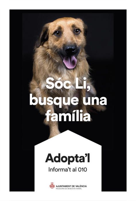 València pone cara y nombre a los perros de Benimàmet que buscan familia de adopción