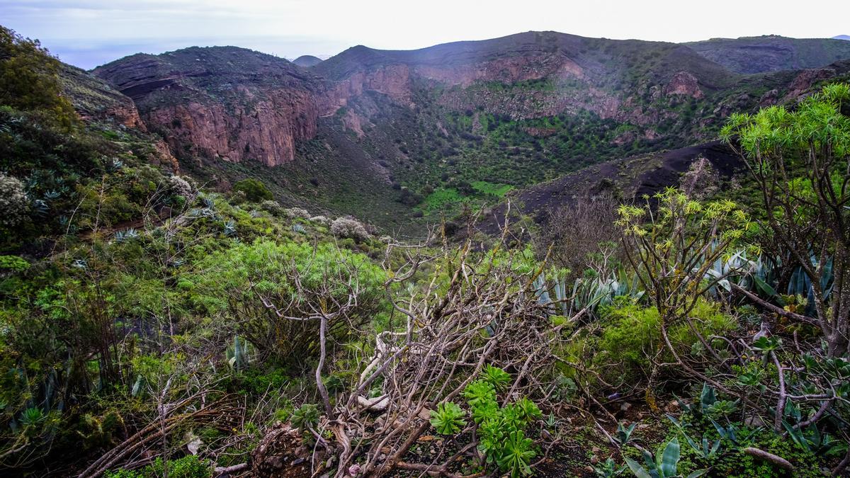 Caldera de Bandama.