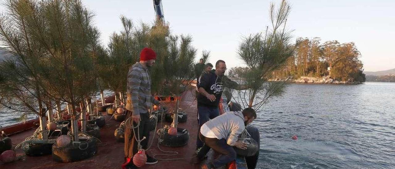 Pescadores lanzan al mar los pinos con San Simón al fondo. // Ricardo Grobas