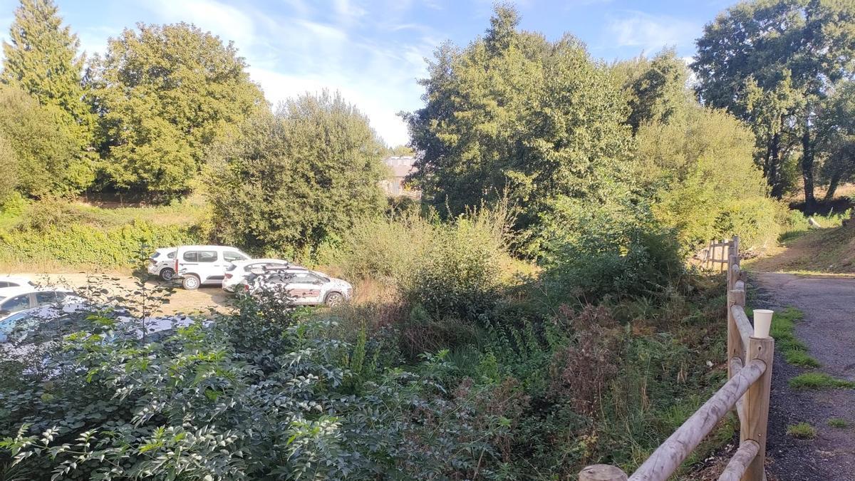 Coches aparcados en una zona con los árboles sin podar.