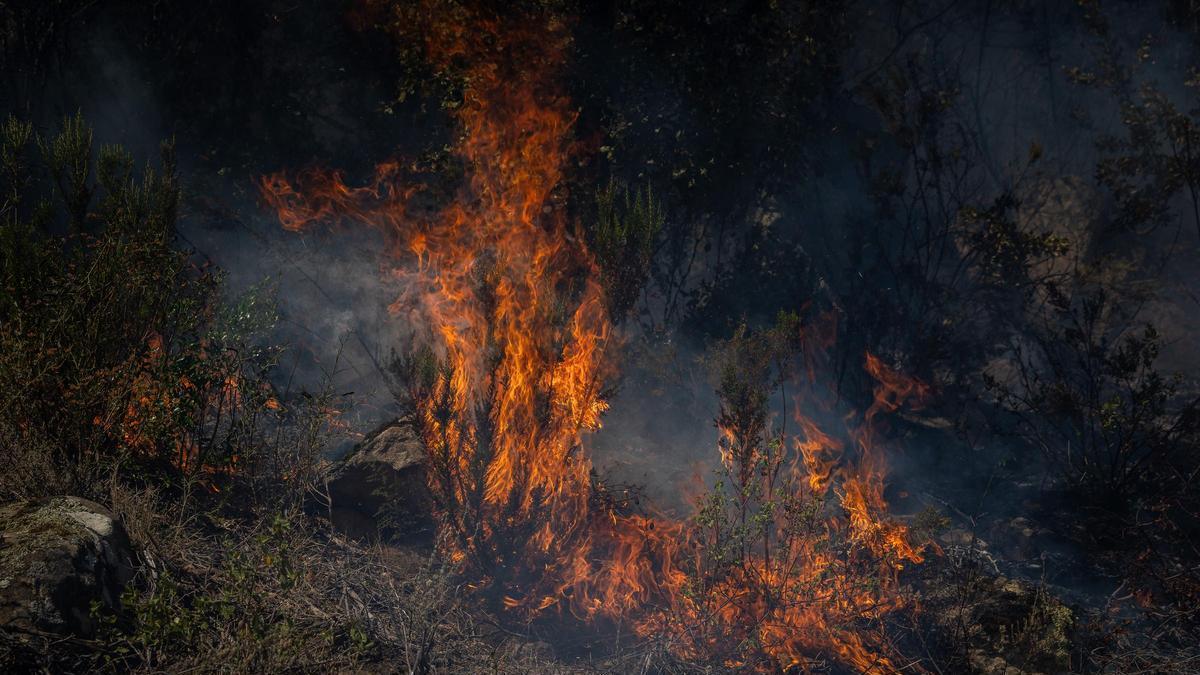 Flames de l'incendi de les Gavarres