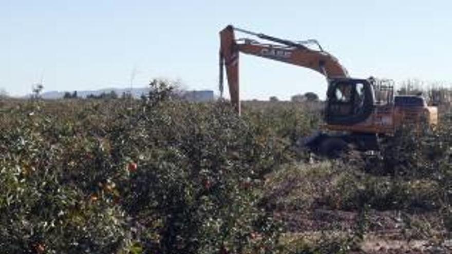 Una máquina arrancó el lunes todo el campo.