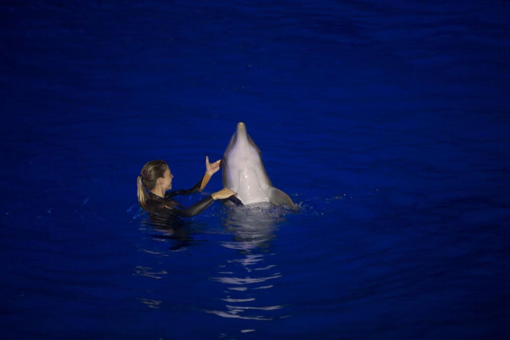 Estreno de las Noches de l'Oceanogràfic