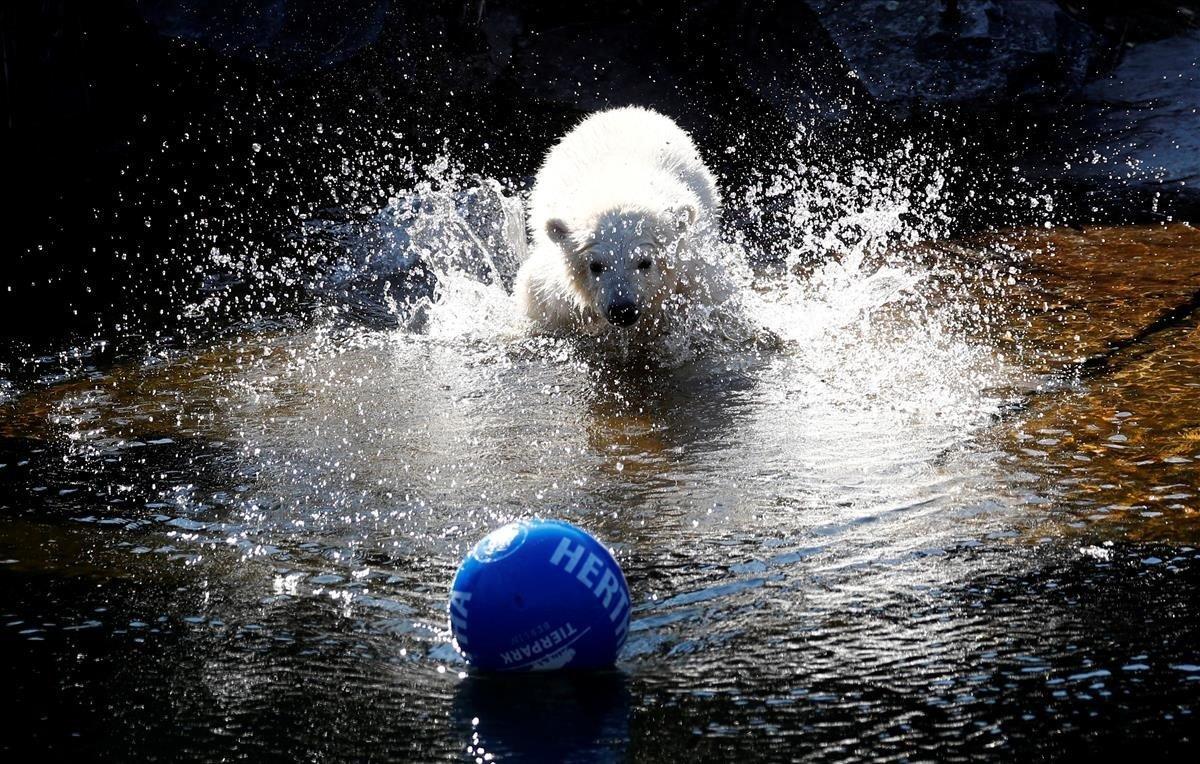 Hertha, cachorro de oso polar en el zoo Tierpark de Berlín.