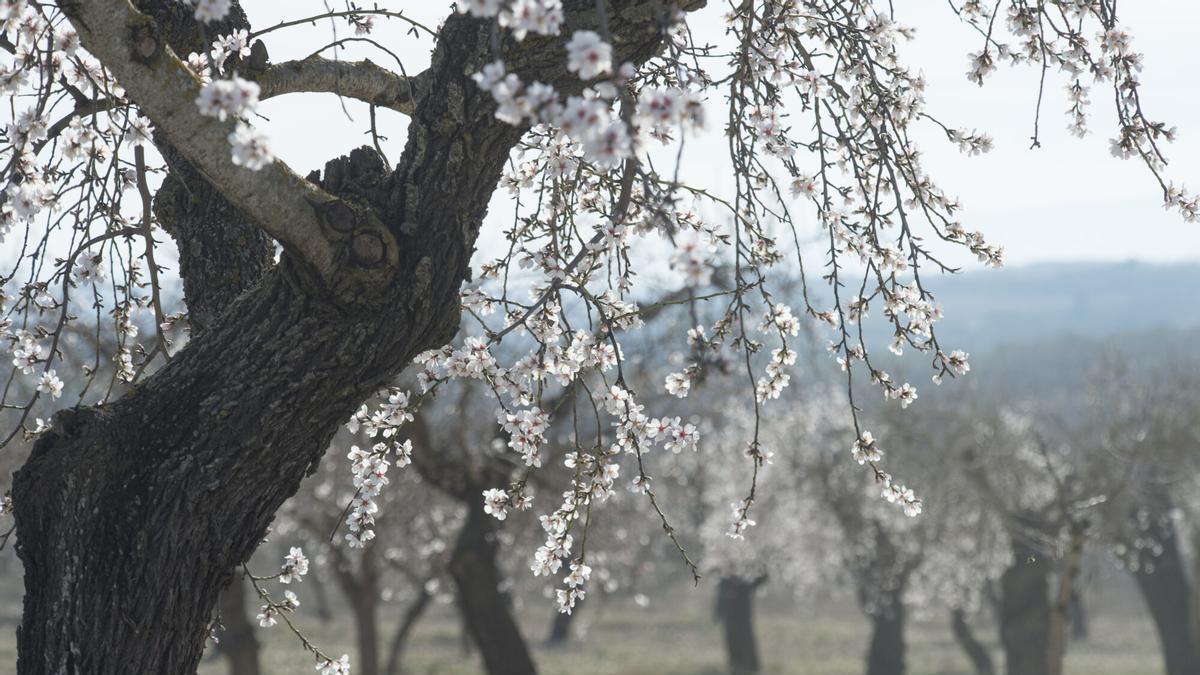 Cireres en flor a Catalunya
