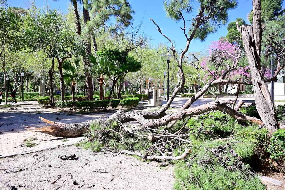 Un árbol caído en Castelló a consecuencia del viento.