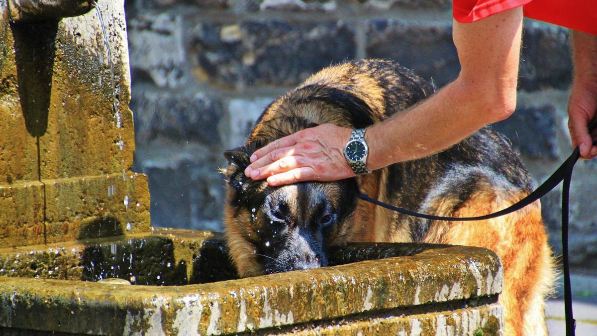 Para refrescar al perro primero hay que ubicarle en una zona con sombra e hidratarlo con agua templada o fresquita.