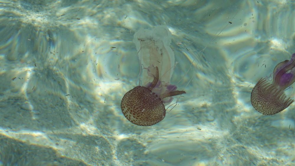 Las medusas invaden la costa de Cala Vinyes