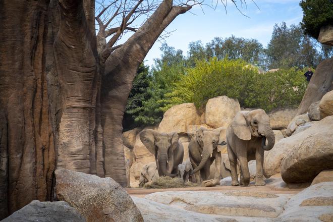 Makena, el primer elefante africano en Valencia