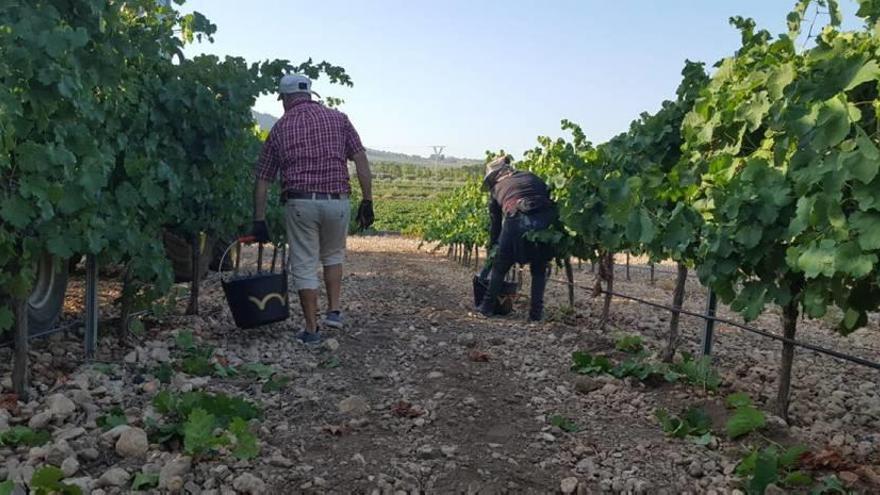 Un momento de la vendimia en Jumilla. Abajo, visita del consejero a la finca ecológica de Bullas.