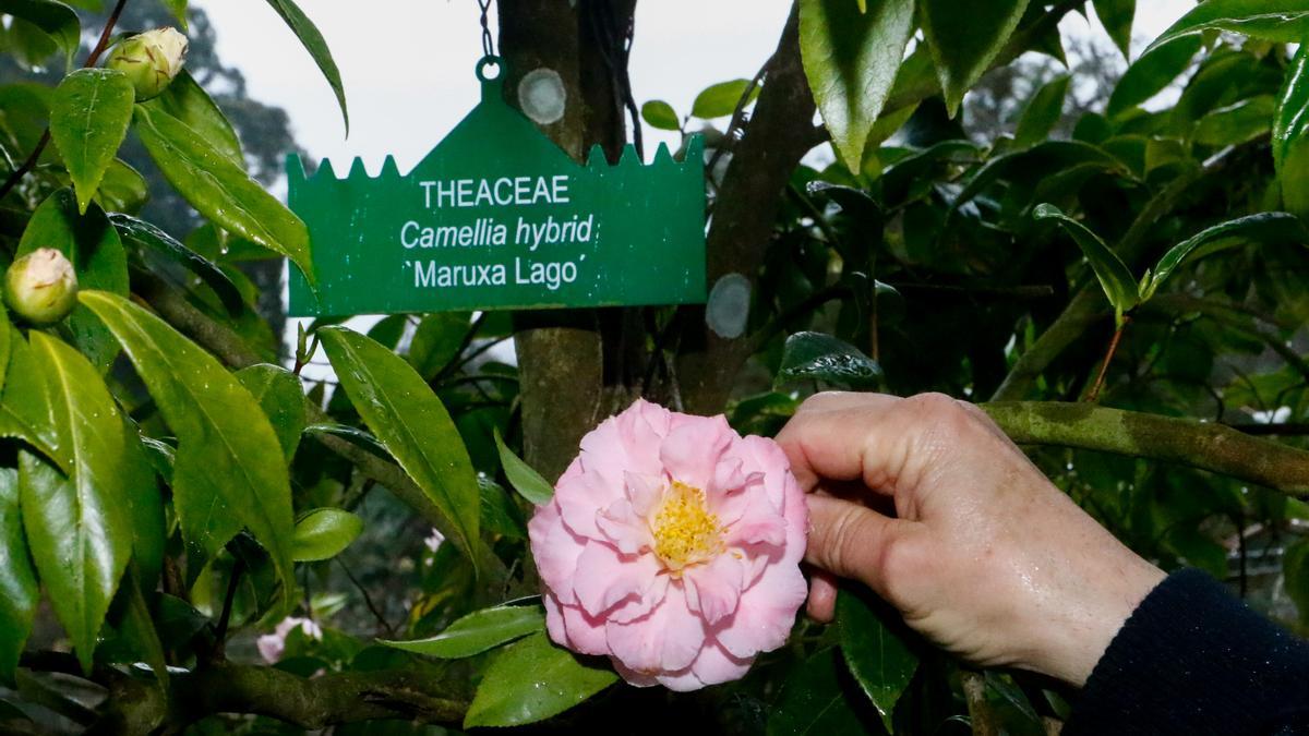 Imagen de detalle de la flor que ha sido bautizada con el nombre de Maruxa Lago, madre de Pedro Piñeiro