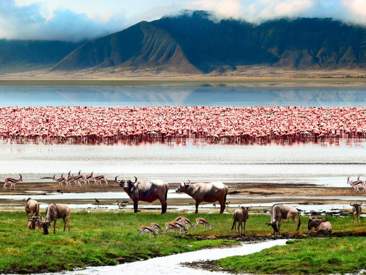El cráter de Ngorogoro está considerado uno de los lugares más increíbles del mundo.