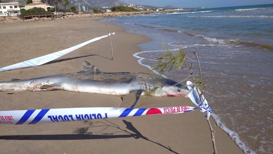 Un tiburón en Castellón: Un escualo de dos metros aparece muerto en la playa