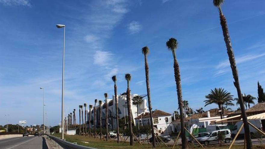 Colocan más de un centenar de palmeras en la A-7 en Estepona