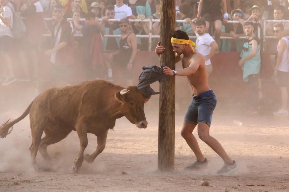 Les vaquetes de Santpedor en imatges