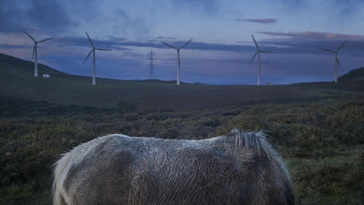 Un caballo salvaje ante los aerogeneradores de un parque eólico en Muras (Lugo).