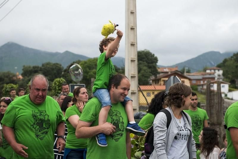 Celoriu planta su hoguera