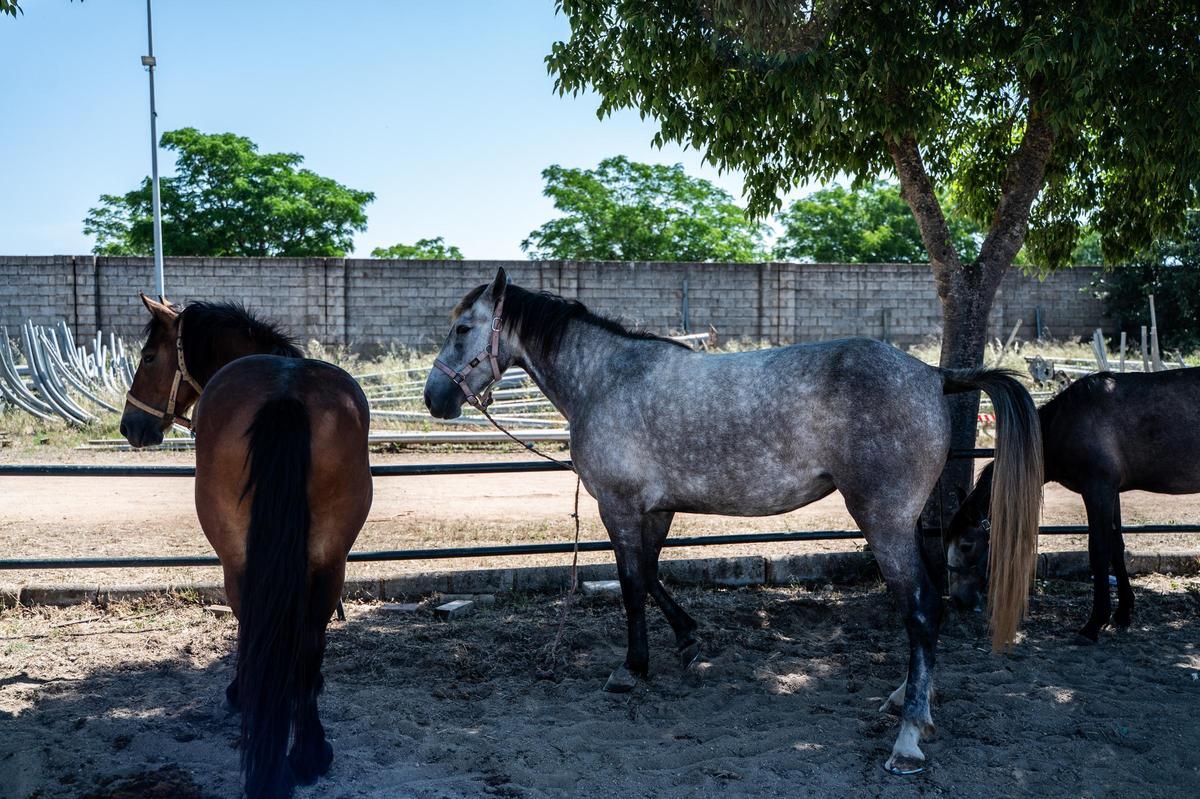 Galería | Feria de ganado en Cáceres